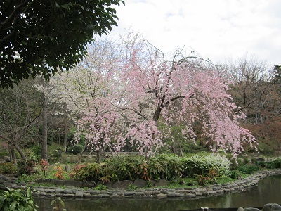 有栖川公園の桜.JPG